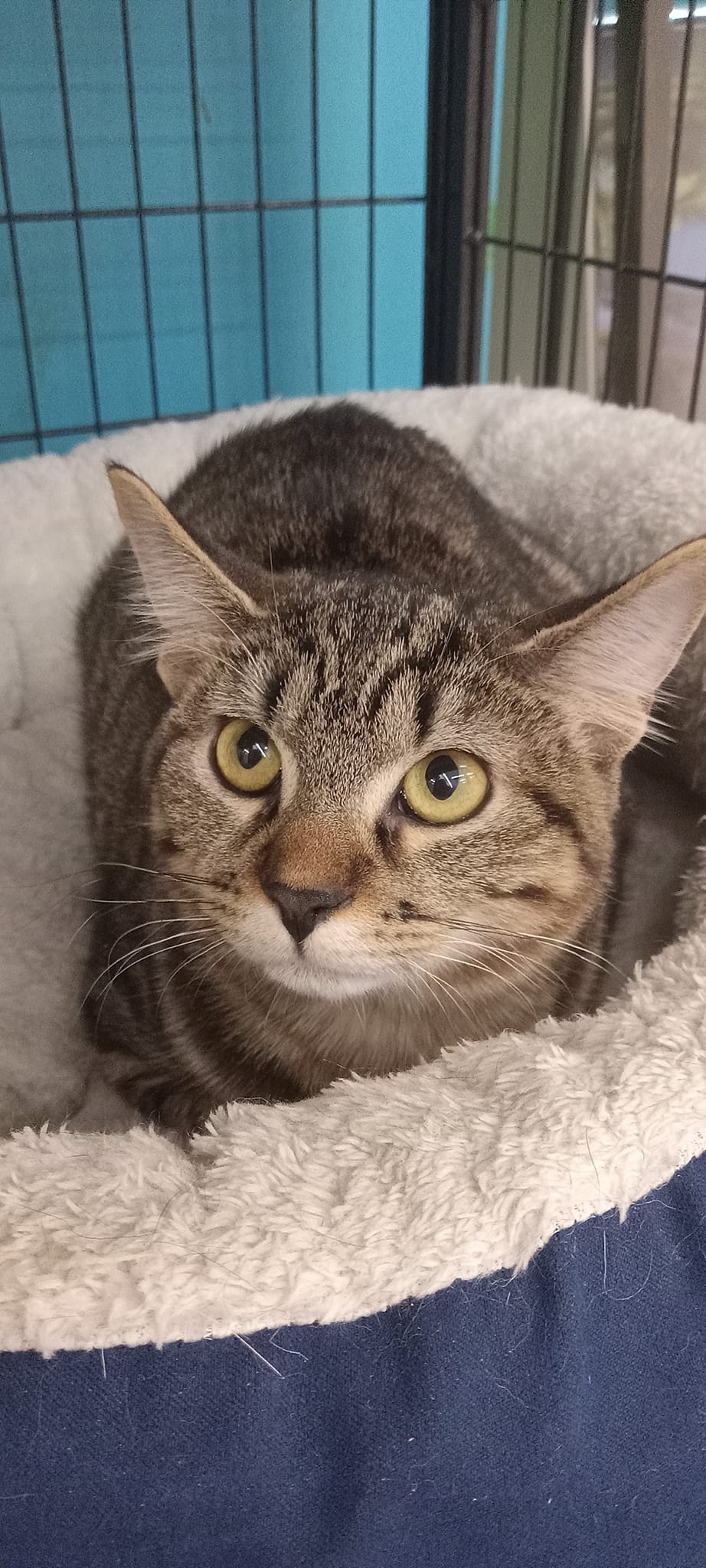 adoptable Cat in Lancaster, OH named Chloe (Kitty)