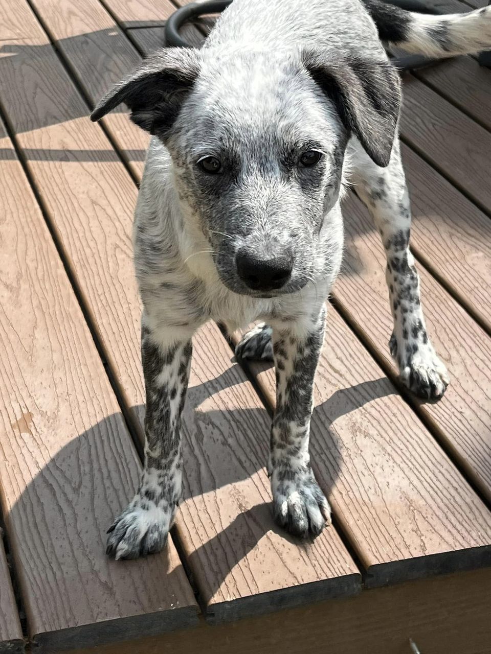 adoptable Dog in Ashville, OH named Nixie (Sassy)