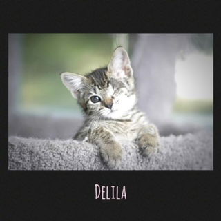 adoptable Cat in Ashville, OH named Delila (Kitty)