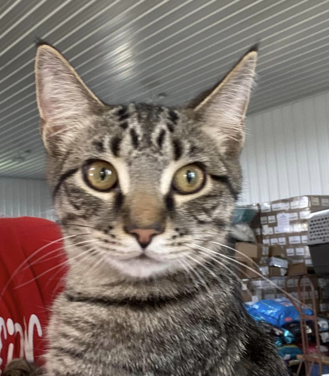 adoptable Cat in Ashville, OH named Bo (Kitty)