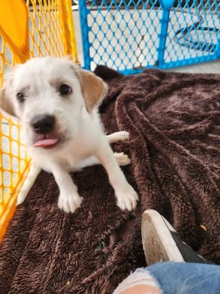 adoptable Dog in Ashville, OH named Cleaning Crew - Cotton