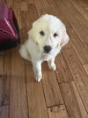 Great Pyrenees Bengals Pups - Trey Hendrickson