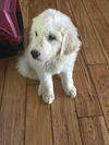 Great Pyrenees Bengals Pups - Trey Hendrickson