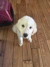 Great Pyrenees Bengals Pups - Trey Hendrickson