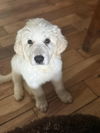 Great Pyrenees Bengals Pups - Alex Cappa