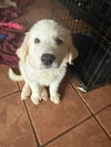 Great Pyrenees Bengals Pups - Alex Cappa