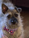 Thistle - Photo 2