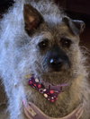 Thistle - Photo 1