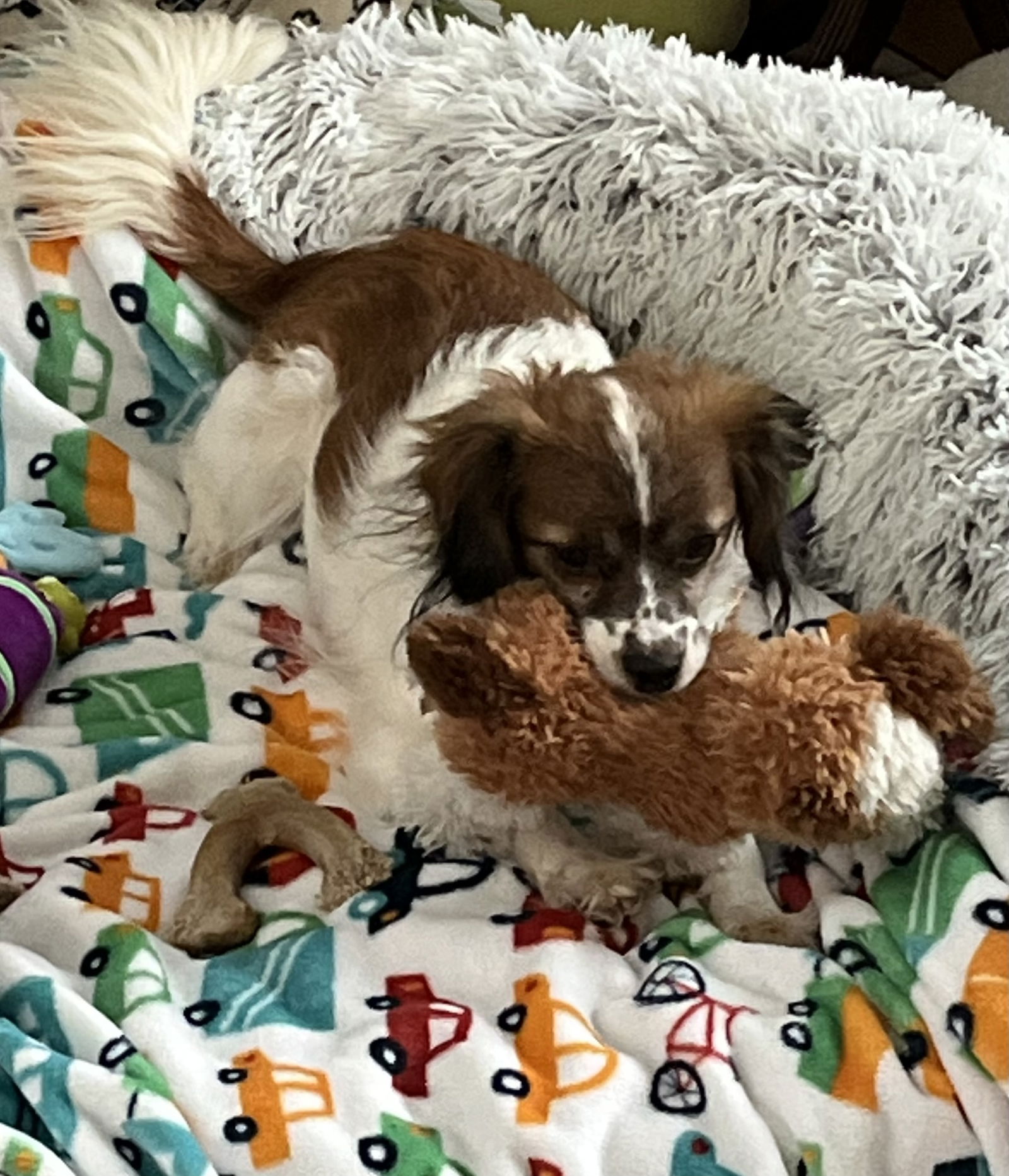 adoptable Dog in Ashville, OH named Barley *FTA*