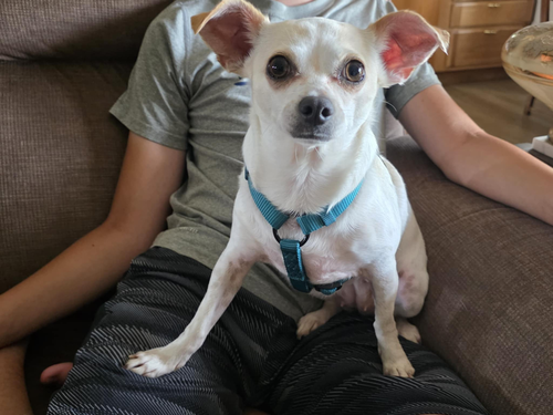 Luna Lynn