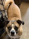 Cooper - Photo 1