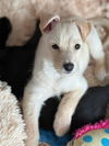 Christmas Vacation Pups - Clark