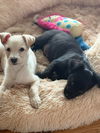 Christmas Vacation Pups - Clark