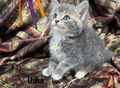 Usha (Kitty)