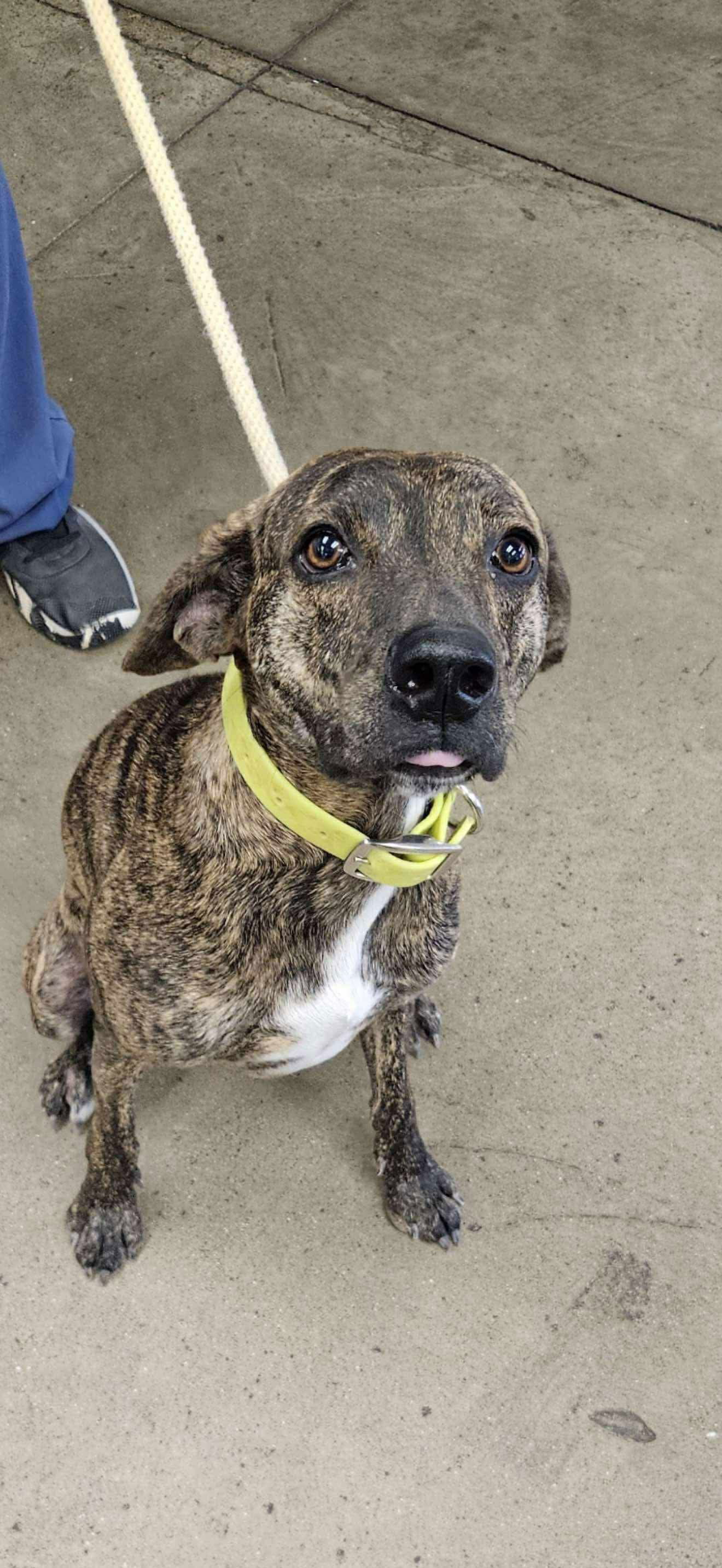 adoptable Dog in Ashville, OH named Elton