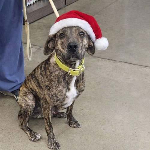 ELTON - Plott Hound available for adoption