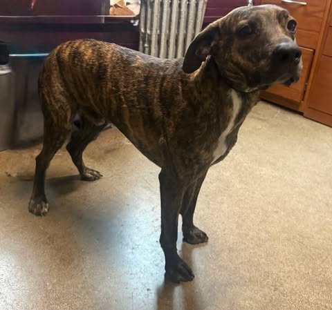 ELTON - Plott Hound available for adoption