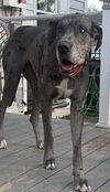 Roxy