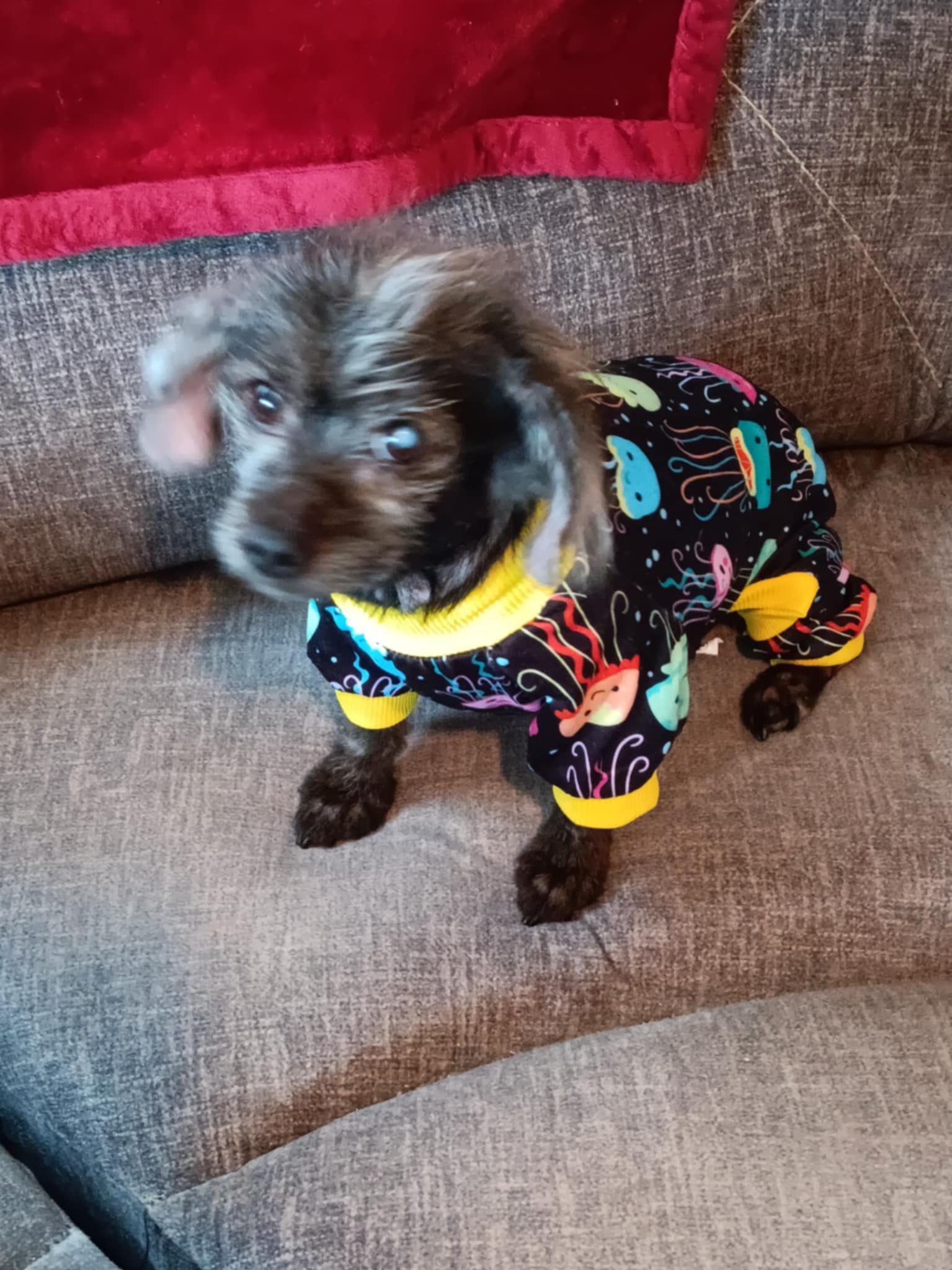 adoptable Dog in Ashville, OH named Poppy
