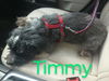 Timmy