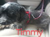 Timmy