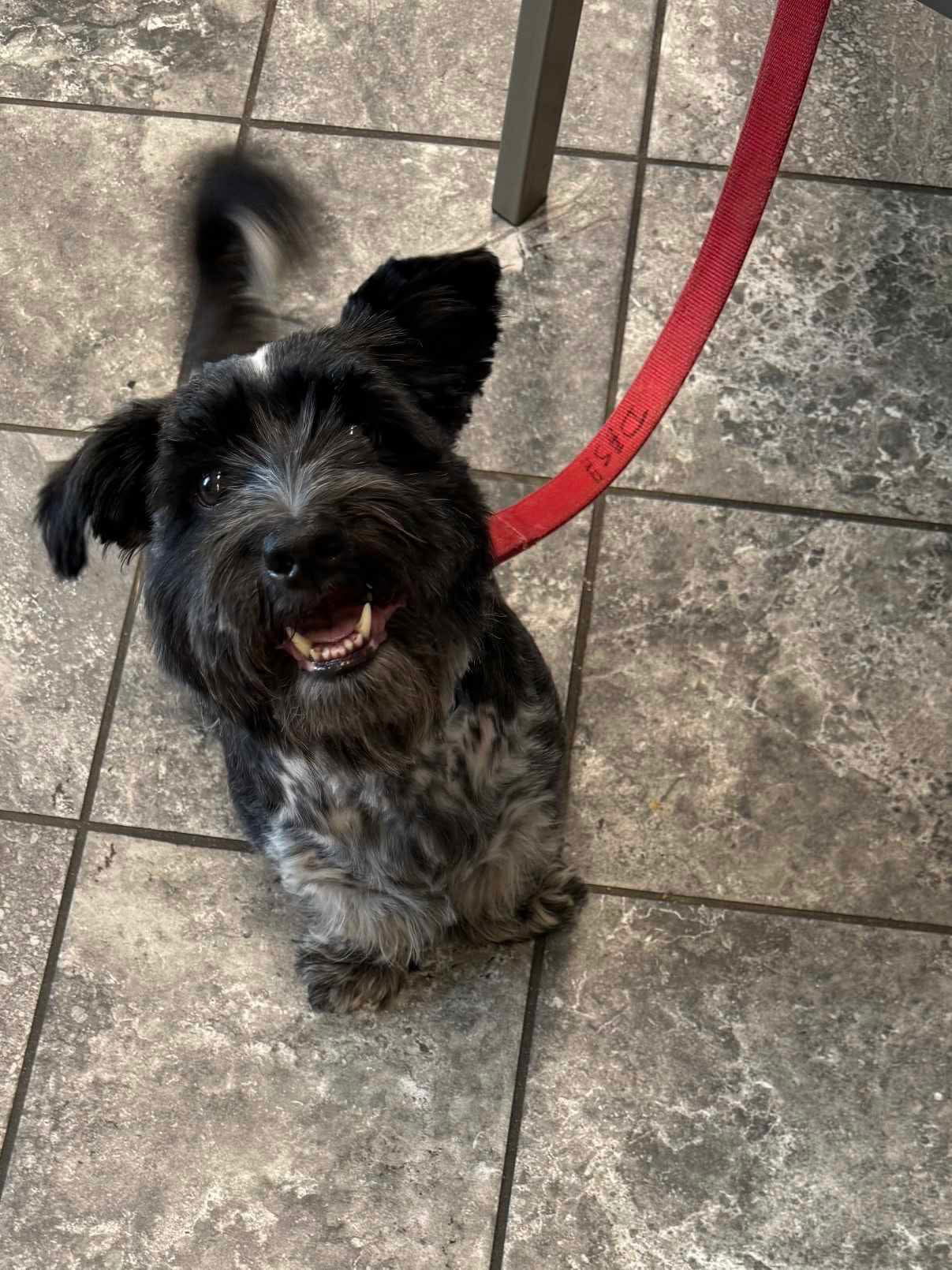 adoptable Dog in Ashville, OH named Timmy