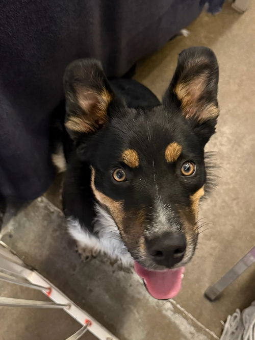 Philadelphia Eagles Pups - Donovan