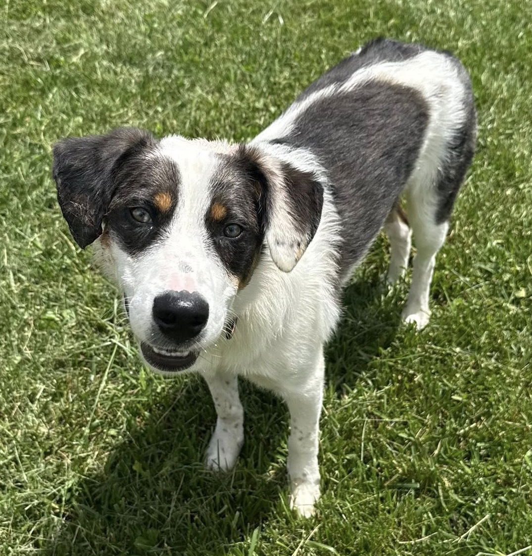 adoptable Dog in Ashville, OH named Philadelphia Eagles Pups - Jaylen