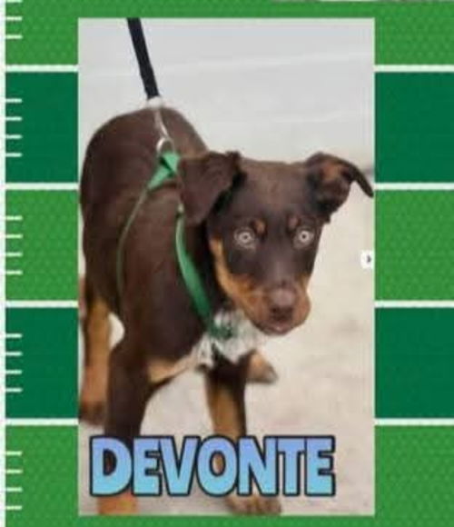 Philadelphia Eagles Pups - Devonte