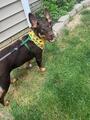 Philadelphia Eagles Pups - Devonte