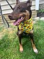 Philadelphia Eagles Pups - Devonte
