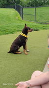 Philadelphia Eagles Pups - Devonte