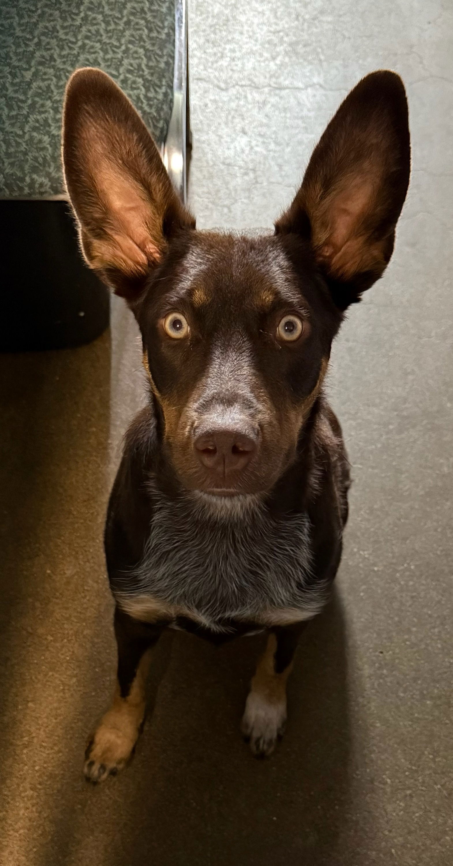 adoptable Dog in Ashville, OH named Philadelphia Eagles Pups - Devonte