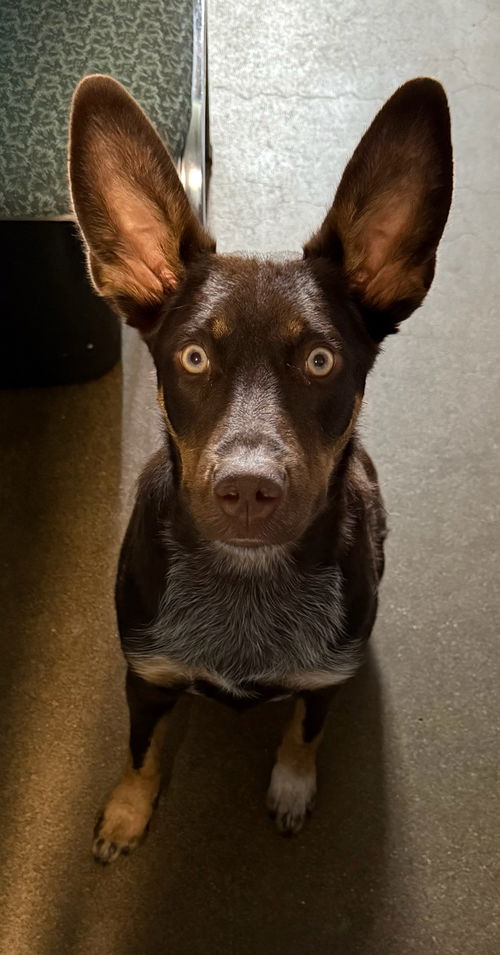 Philadelphia Eagles Pups - Devonte