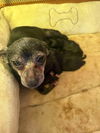 Gabby