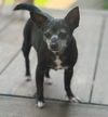 adoptable Dog in Ashville, OH named Gabby