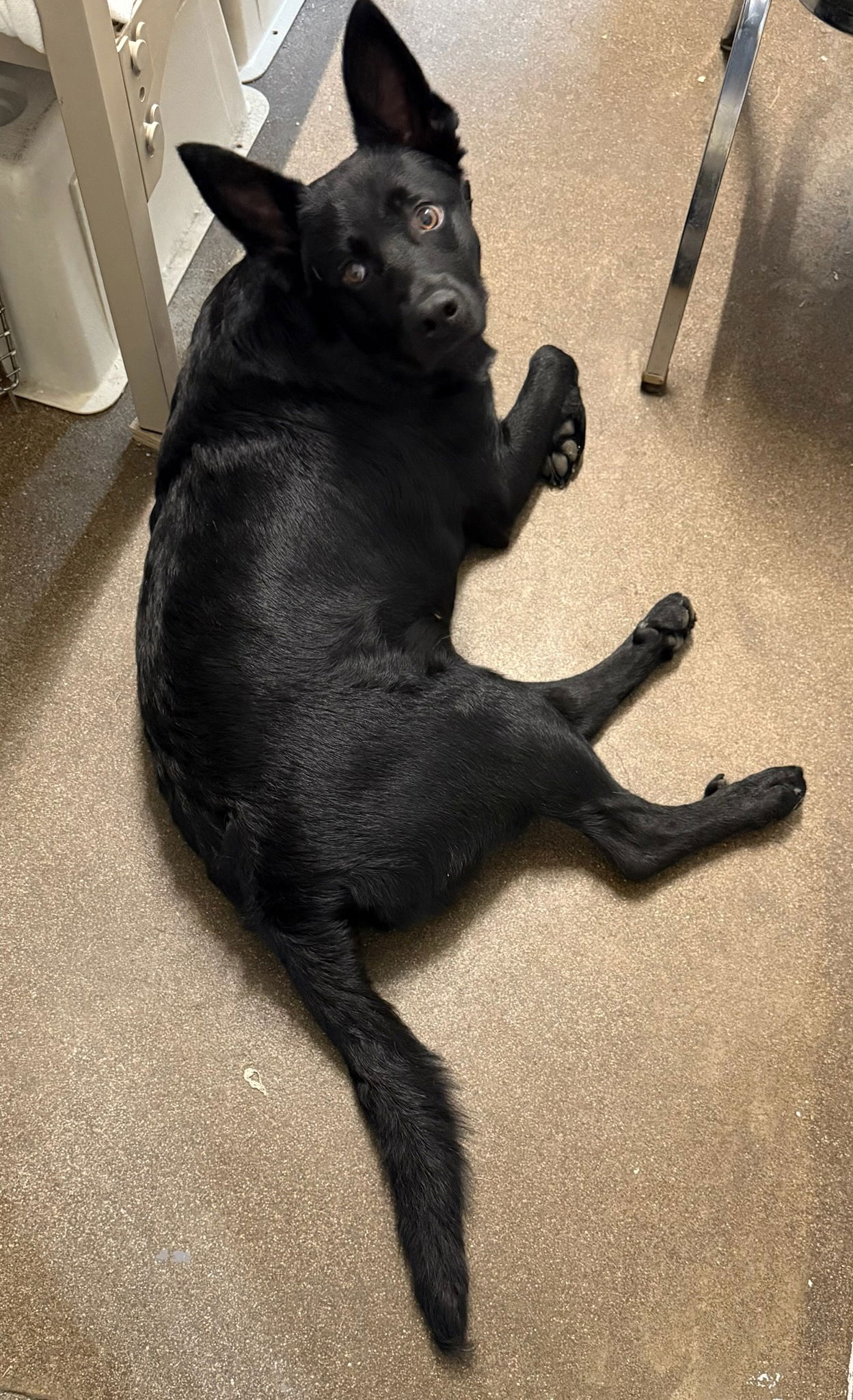 adoptable Dog in Ashville, OH named Bagel Babies - Chocolate Chip
