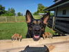 adoptable Dog in ashville, OH named Davonna