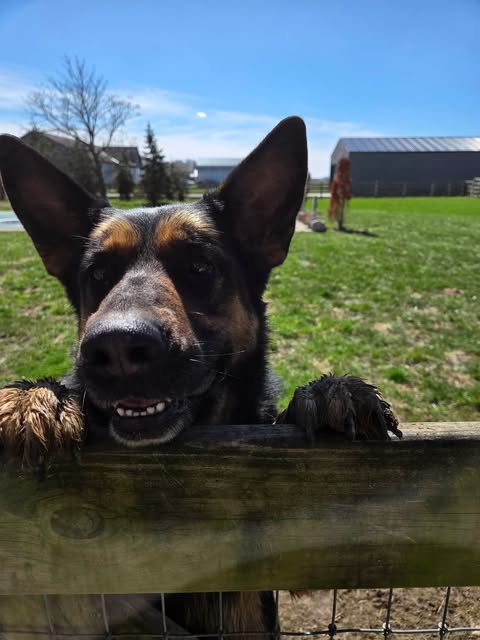 DAVONNA - German Shepherd Dog available for adoption