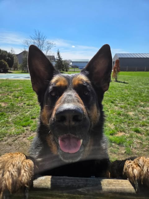 DAVONNA - German Shepherd Dog available for adoption