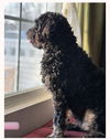 Bernedette (Birdie)