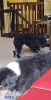 Bernedette (Birdie)