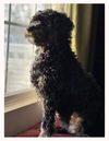 Bernedette (Birdie)