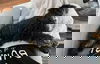 Bernedette (Birdie)