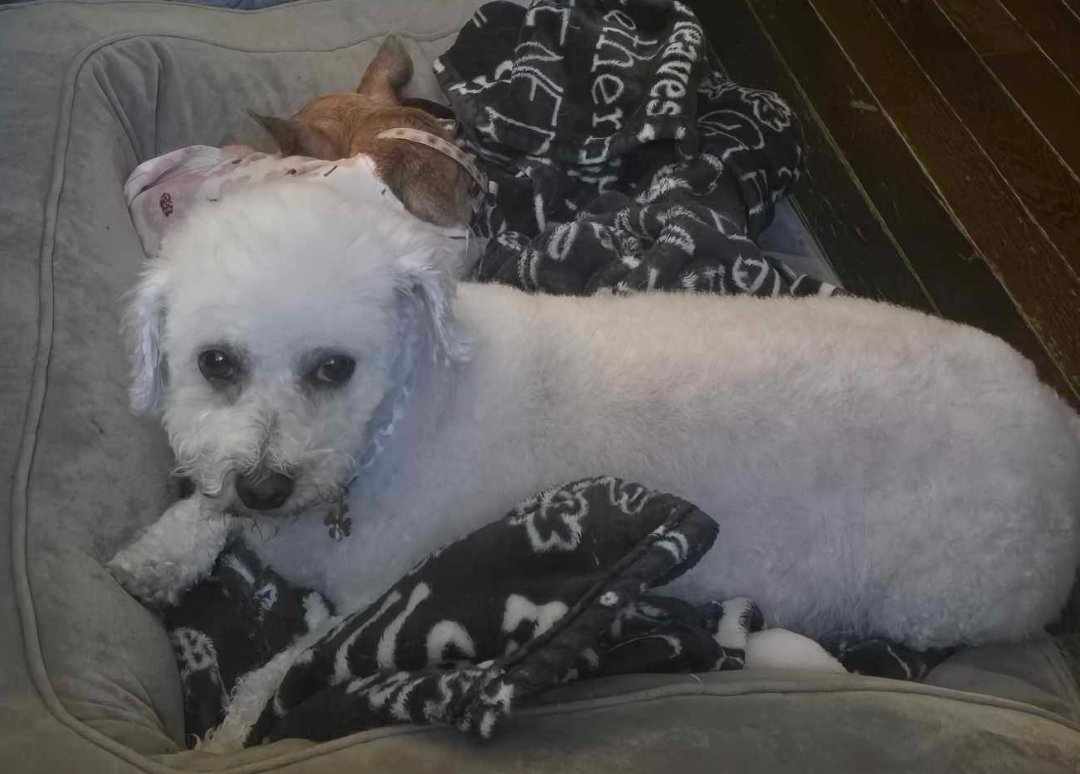 adoptable Dog in Ashville, OH named Mango