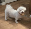 Mango - Photo 3