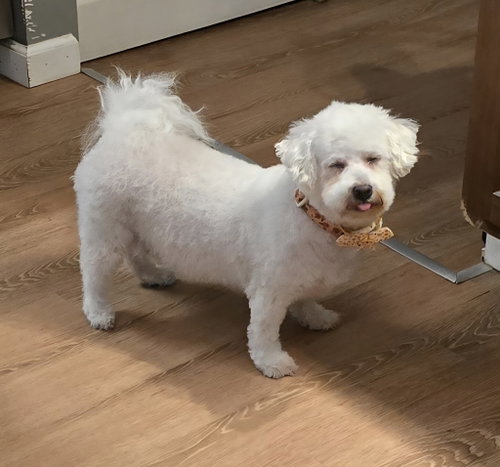 Photo of Mango