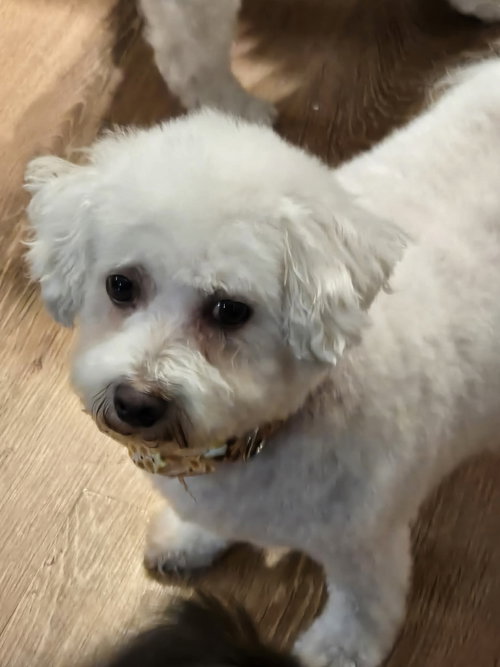 MANGO - Bichon Frise available for adoption