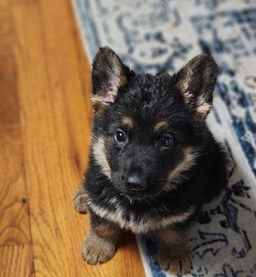Rocky