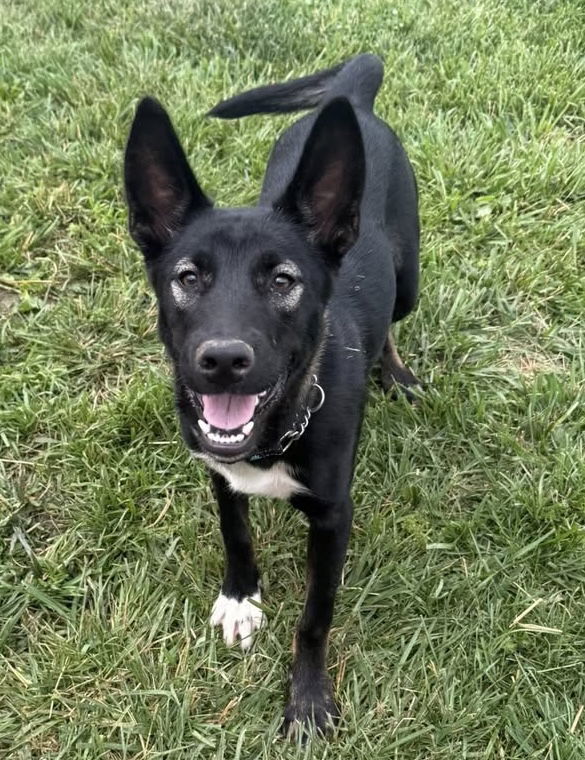 adoptable Dog in Ashville, OH named Doyle